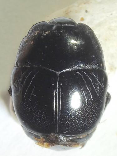 Réf. 229 835 : Saprinus caerulescens
